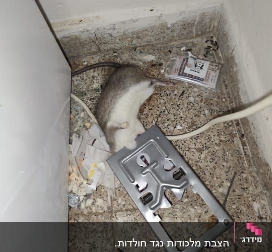 מלכודת עכברים מתכתית ליד עכבר מת